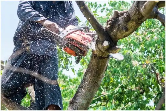 tree services Hixton